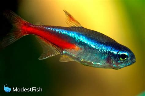 Neon Tetra Care: Expert Guide For Aquarists .
